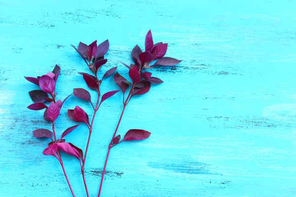 Ruby Plant Bloom Front Blue Wooden Background — Stock Photo, Image