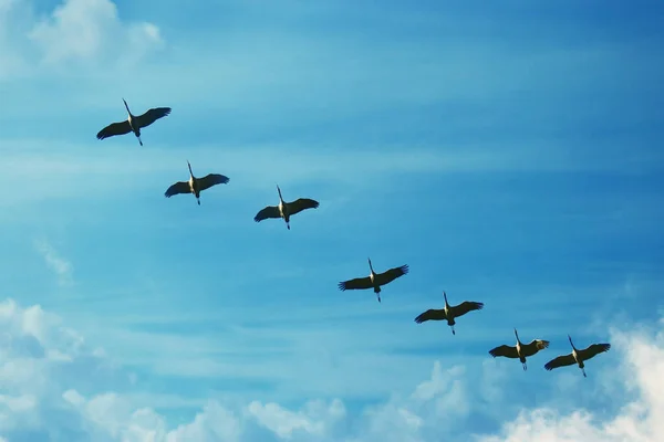 Rebanho Guindastes Voadores Sobre Céu Azul — Fotografia de Stock