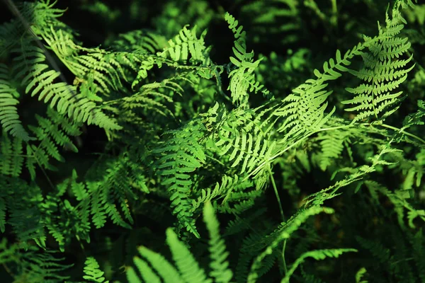 Textura Hoja Tropical Follaje Naturaleza Fondo Verde —  Fotos de Stock