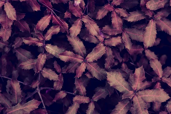 Ultra Violet Background Effect Made Fresh Leaves — Stock Photo, Image