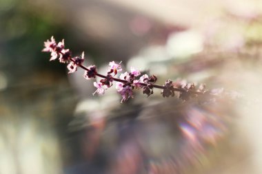 Narin lavanta çiçeğini kapat.