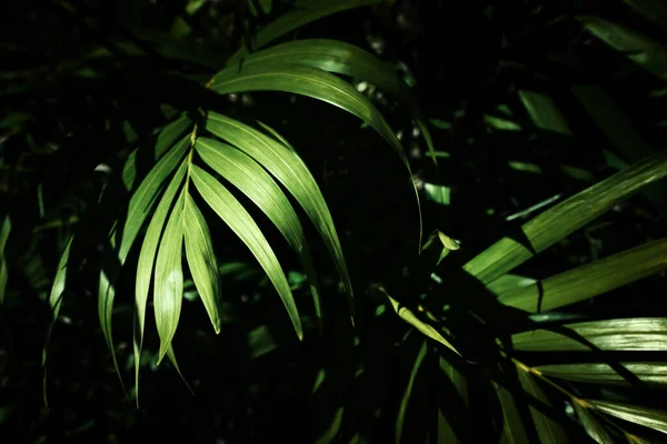 Texture Des Feuilles Tropicales Feuillage Nature Vert Fond Palmier — Photo