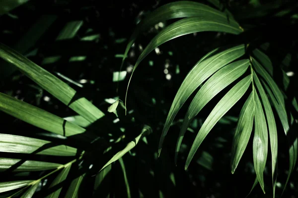 Texture Des Feuilles Tropicales Feuillage Nature Vert Fond Palmier — Photo