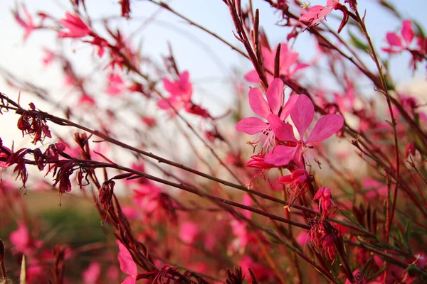 Abstracte Dromerige Foto Van Weide Met Wilde Bloemen — Stockfoto