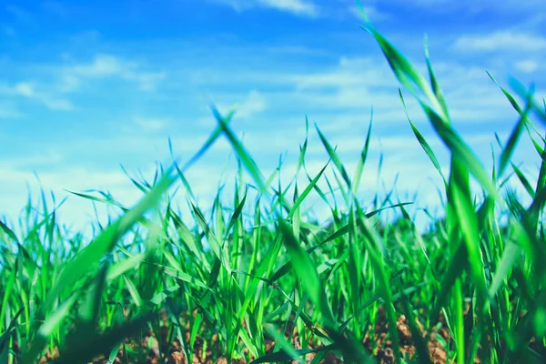 Blick Auf Frisches Gras Vor Blauem Himmel Mit Wolken Konzept — Stockfoto