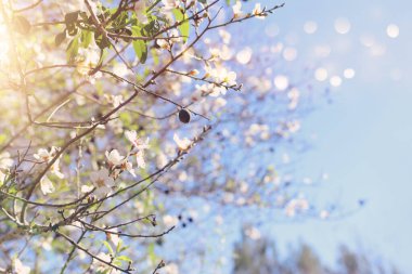 Bahar kiraz çiçekleri ağacının arka planı. seçici odak