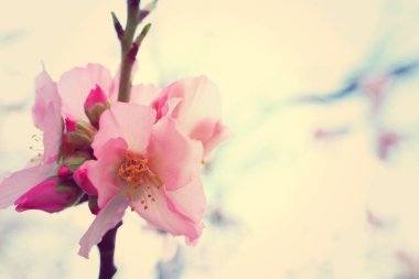 Bahar kiraz çiçekleri ağacının arka planı. seçici odak