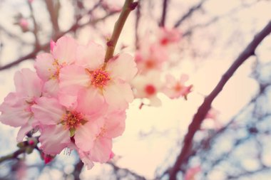 Bahar kiraz çiçekleri ağacının arka planı. seçici odak