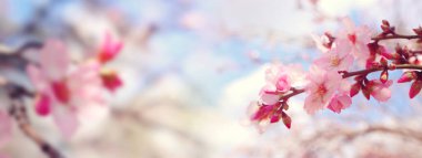 Bahar kiraz çiçekleri ağacının arka planı. seçici odak