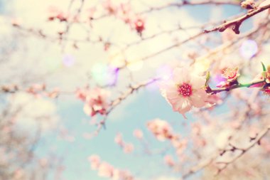 Bahar kiraz çiçekleri ağacının arka planı. seçici odak