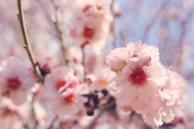Bahar kiraz çiçekleri ağacının arka planı. seçici odak