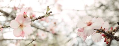 Bahar kiraz çiçekleri ağacının arka planı. seçici odak