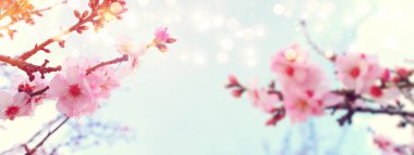 Bahar kiraz çiçekleri ağacının arka planı. seçici odak