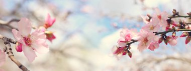 Bahar kiraz çiçekleri ağacının arka planı. seçici odak