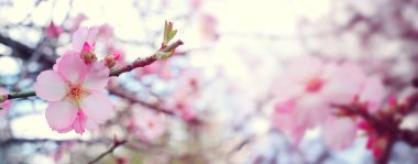 Bahar kiraz çiçekleri ağacının arka planı. seçici odak