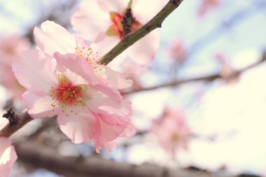 Bahar kiraz çiçekleri ağacının arka planı. seçici odak