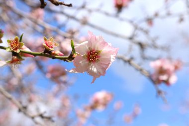 Bahar kiraz çiçekleri ağacının arka planı. seçici odak