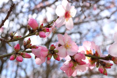 Bahar kiraz çiçekleri ağacının arka planı. seçici odak