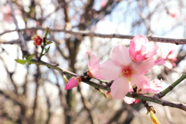 Bahar kiraz çiçekleri ağacının arka planı. seçici odak