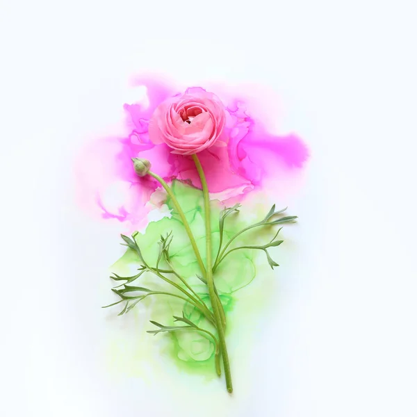 Creatief Beeld Van Mooie Roze Buttercup Bloem Artistieke Inkt Achtergrond — Stockfoto