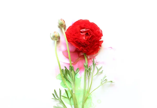 Artistik Mürekkep Arkaplanındaki Güzel Kırmızı Düğme Çiçeğinin Yaratıcı Görüntüsü Kopyalama — Stok fotoğraf