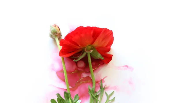 Kreatives Bild Der Schönen Roten Butterblume Auf Künstlerischem Tintenhintergrund Draufsicht — Stockfoto