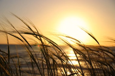 Gün batımında kumsalda sazlar