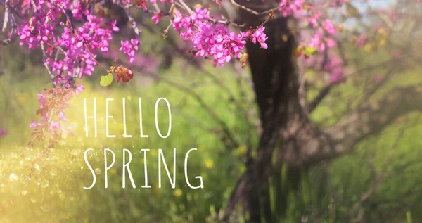 Весенний Цветочный Образ Цветочный Фон Дерева — стоковое фото
