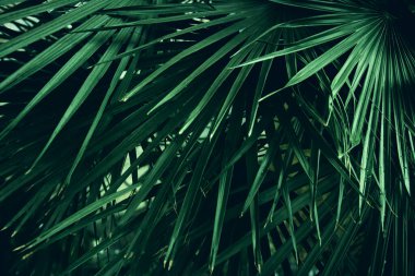 Yeşil tropik yapraklar arka planda. Yaz ve doğa kavramı.