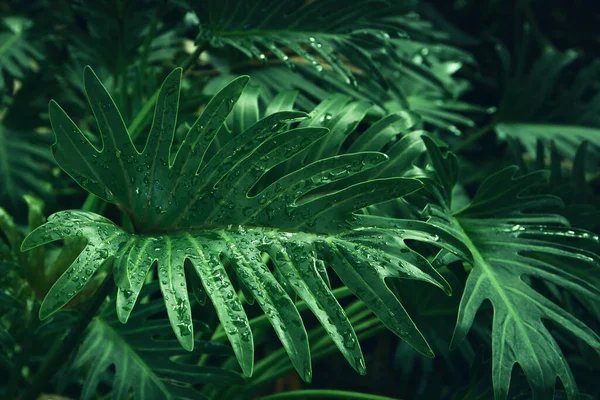 Zelené Tropické Listí Pozadí Letní Přírodní Koncept — Stock fotografie