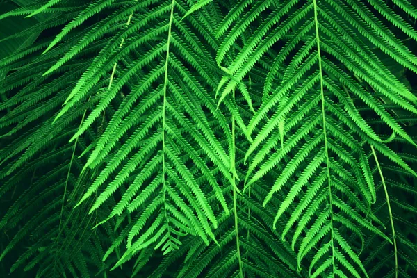 Πράσινο Τροπικά Φύλλα Φόντο Έννοια Του Καλοκαιριού Και Της Φύσης — Φωτογραφία Αρχείου