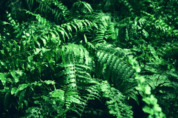 Verde Folhas Tropicais Fundo Conceito Verão Natureza — Fotografia de Stock