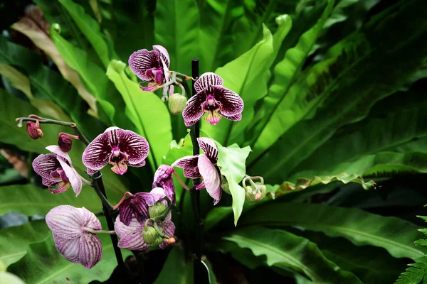 Afbeelding Van Orchidee Bloemen Tuin — Stockfoto