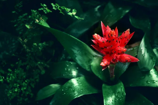 赤い熱帯の花のイメージ — ストック写真