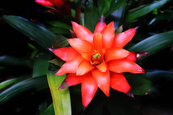 Imagen Flor Tropical Roja — Foto de Stock