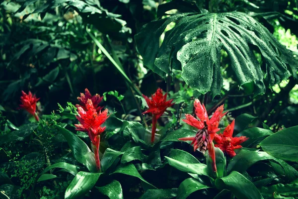 赤い熱帯の花のイメージ — ストック写真