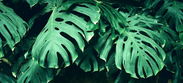 Zielone Liście Tropikalne Tło Koncepcja Lata Przyrody — Zdjęcie stockowe