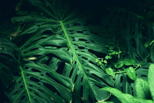 Zelené Tropické Listí Pozadí Letní Přírodní Koncept — Stock fotografie