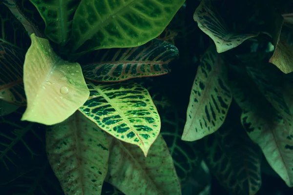 Grüne Tropische Blätter Hintergrund Sommer Und Naturkonzept — Stockfoto