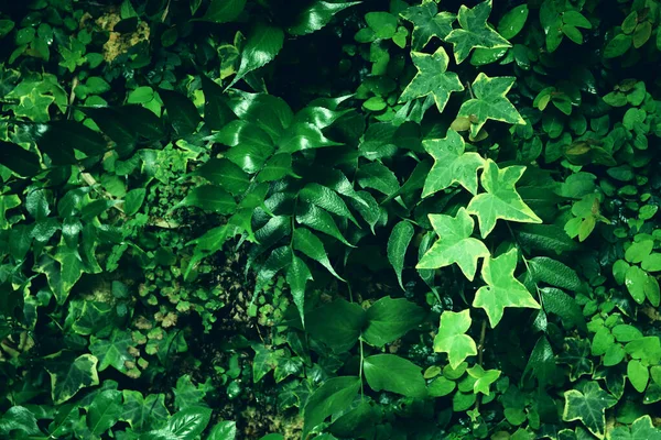 Sfondo Verde Foglie Tropicali Concetto Estate Natura — Foto Stock