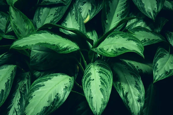 Фон Зеленого Тропічного Листя Концепція Літа Природи — стокове фото