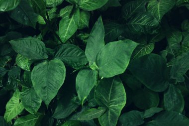 Yeşil tropik yapraklar arka planda. Yaz ve doğa kavramı.