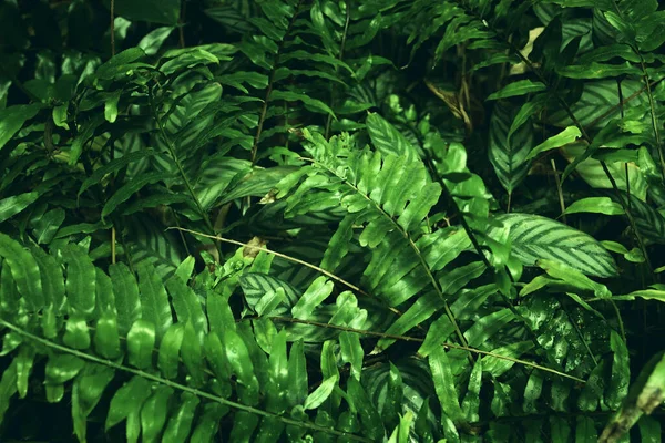 Vert Feuilles Tropicales Fond Concept Été Nature — Photo