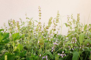 Bahçede taze kokulu adaçayı