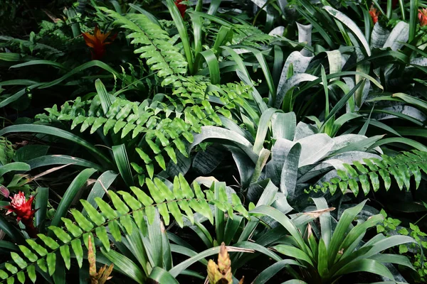 Hojas Tropicales Verdes Fondo Concepto Verano Naturaleza —  Fotos de Stock