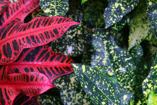 green tropical leaves background. summer and nature concept.