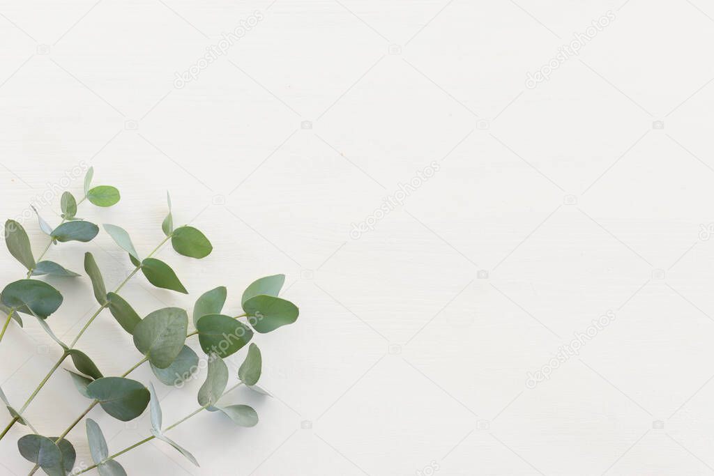 Top view image of eucalyptus composition on white wooden background .Flat lay