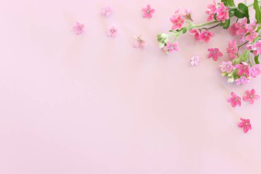 Pastel arkaplan üzerinde pembe çiçeklerin üst görünümü. Düz yatıyordu.