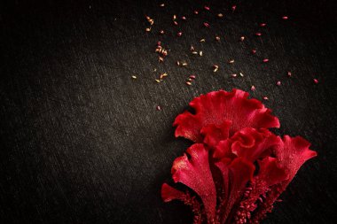Siyah arkaplan üzerinde kabarık kırmızı çiçeğin üst görünüm yakın plan resmi