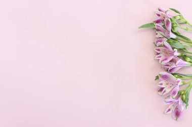 Pastel arkaplan üzerinde pembe ve mor çiçek kompozisyonu üst görünüm .Düz yatıyordu.
